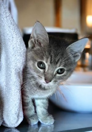 Meet Turbo an 8 week old female kitten Turbo is very shy but she is warming up to lovens and