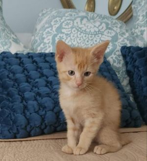 Meet Peach Crisp a short haired orange tabby He loves to romp and chase his siblings all day long