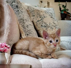 Meet Peach Crumble Crumbs a short haired female orange tabby kitten that is friendly and very curi