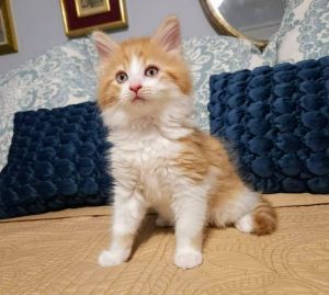 Meet Peaches N Cream a fluffball of adorableness He is the biggest of his siblings and loves to r