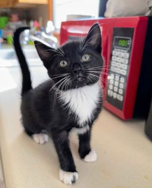 Poppy Tuxedo Cat