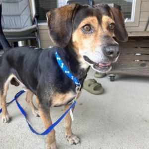 Meet Cooper Davis a 35-year-old 30lb Beagle mix with a heart full of love and a playful spirit 