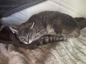 Misty and her brother Sensei are two senior cats who are looking for a new home with someone who is