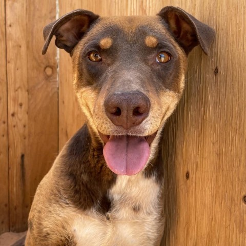 Mario, an adoptable Mixed Breed in Moab, UT, 84532 | Photo Image 1