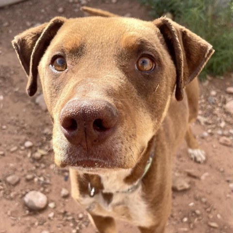 Mario, an adoptable Mixed Breed in Moab, UT, 84532 | Photo Image 2