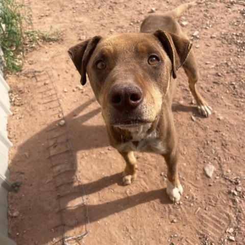 Mario, an adoptable Mixed Breed in Moab, UT, 84532 | Photo Image 3