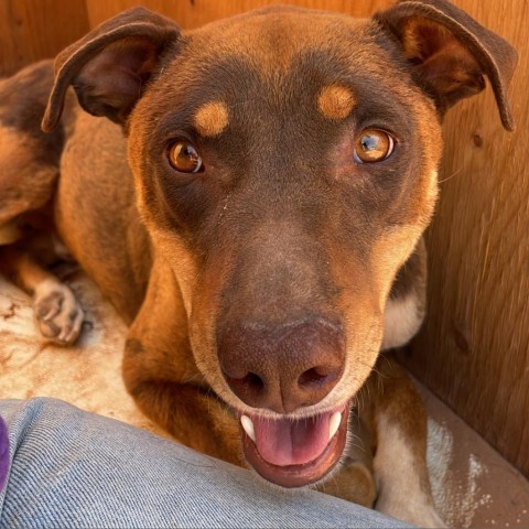 Mario, an adoptable Mixed Breed in Moab, UT, 84532 | Photo Image 4