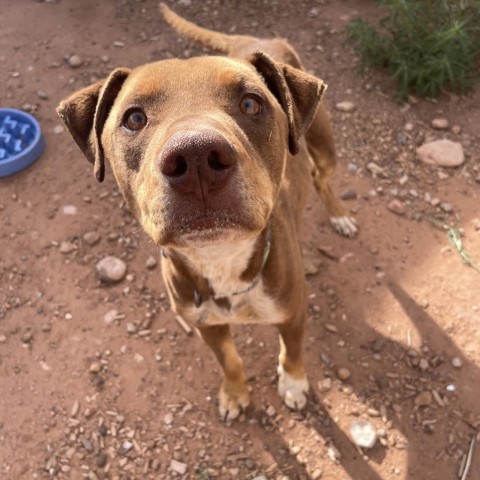 Mario, an adoptable Mixed Breed in Moab, UT, 84532 | Photo Image 5