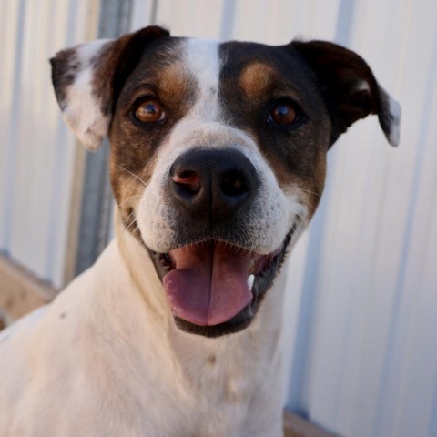 Luigi, an adoptable Mixed Breed in Moab, UT, 84532 | Photo Image 1