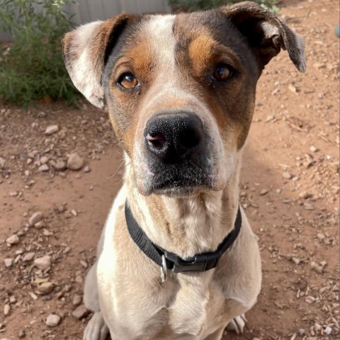 Luigi, an adoptable Mixed Breed in Moab, UT, 84532 | Photo Image 1