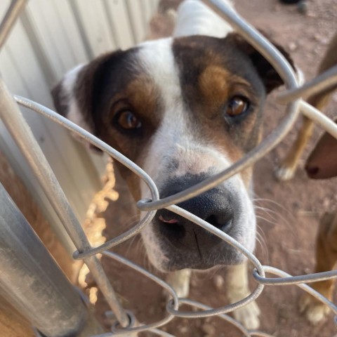 Luigi, an adoptable Mixed Breed in Moab, UT, 84532 | Photo Image 2