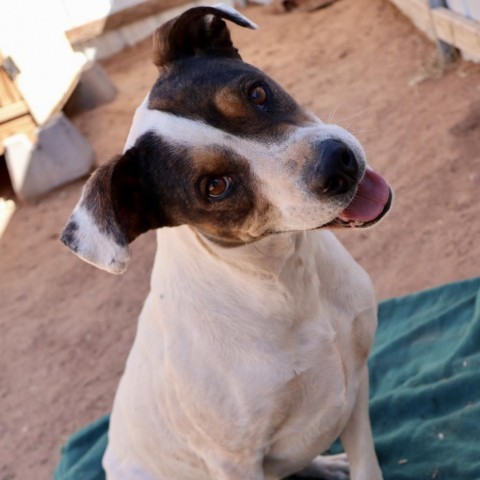 Luigi, an adoptable Mixed Breed in Moab, UT, 84532 | Photo Image 2