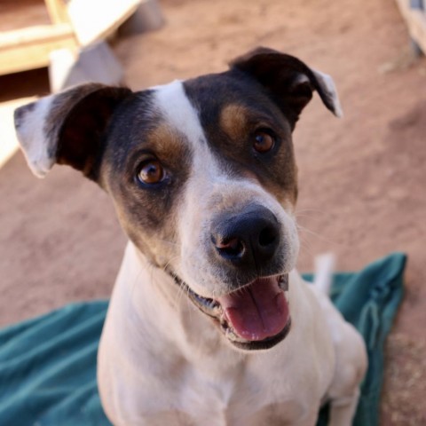 Luigi, an adoptable Mixed Breed in Moab, UT, 84532 | Photo Image 3