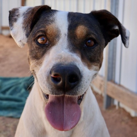 Luigi, an adoptable Mixed Breed in Moab, UT, 84532 | Photo Image 4