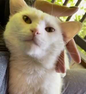 Mayo Meow Domestic Short Hair Cat