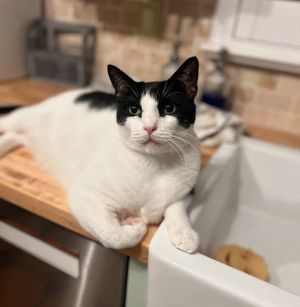 Frankie *, Adult Male unknown