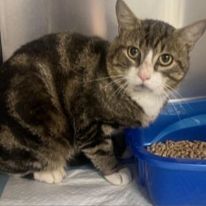 Meet Widget a charming 2-year-old male tabby and white cat with a playful and affectionate personal