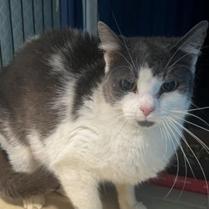 Meet Cookie a lovely 2-year-old female cat with a beautiful grey and white coat Cookie is gentle 