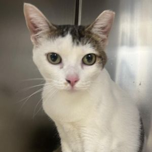 Meet Pollyanna a charming 2-year-old black and white female cat with a sweet and gentle nature Pol