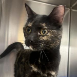 Meet Alma a beautiful 3-year-old female tortie cat with a stunning coat of mixed colors Almas gen