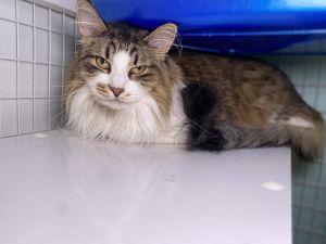 Mishka Domestic Medium Hair Cat
