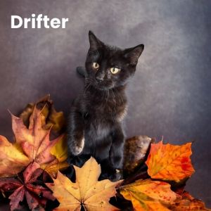 Drifter