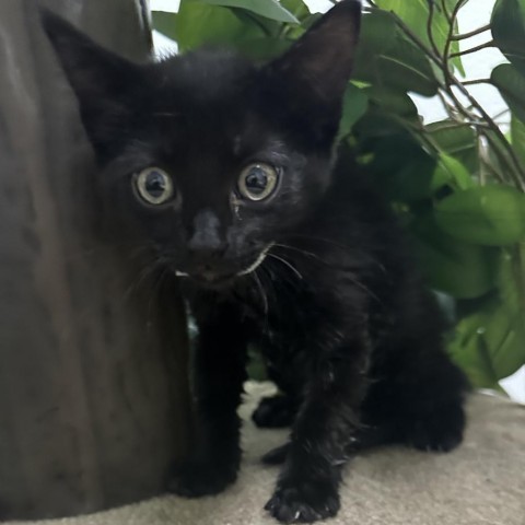 Cricket, an adoptable Domestic Short Hair in Midland, TX, 79703 | Photo Image 1