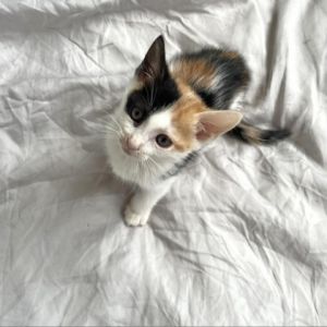 Bayou is a tiny ball of endless curiosity and affection From the moment she wakes up her playful e