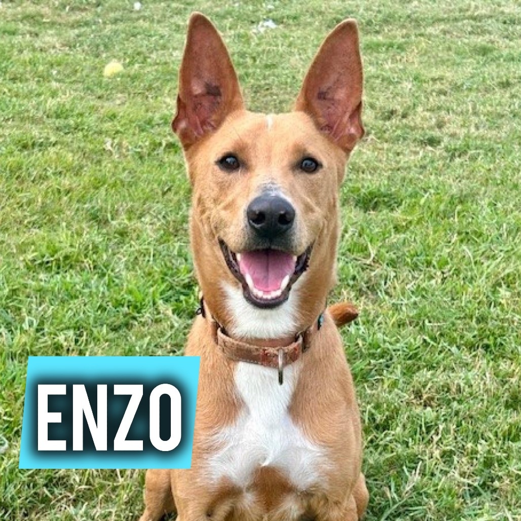 Enzo