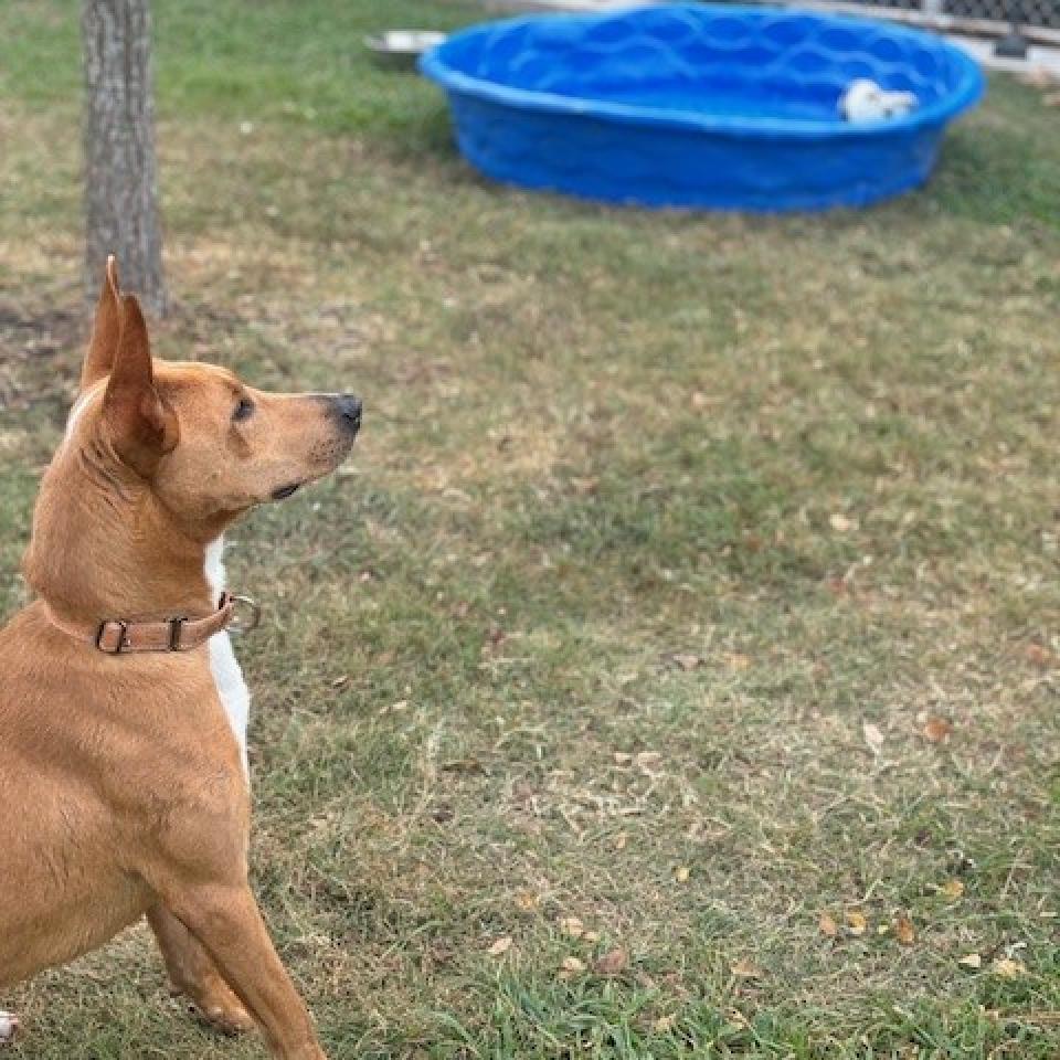 Enzo