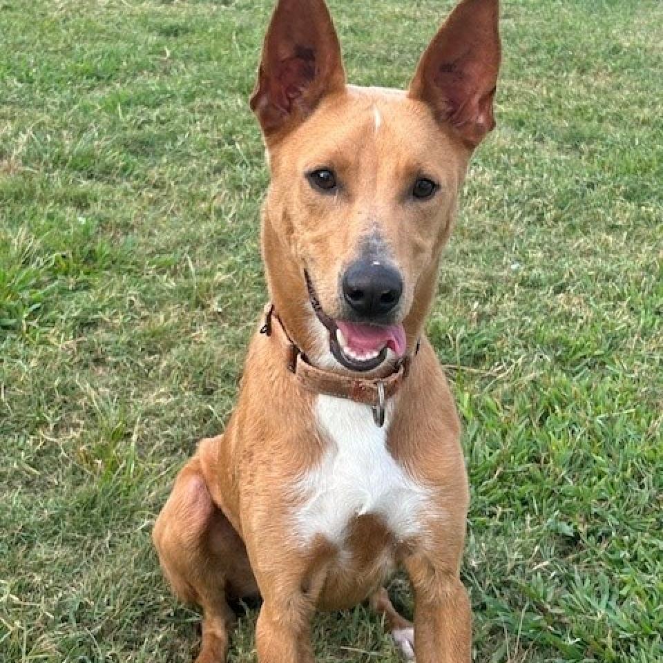Enzo