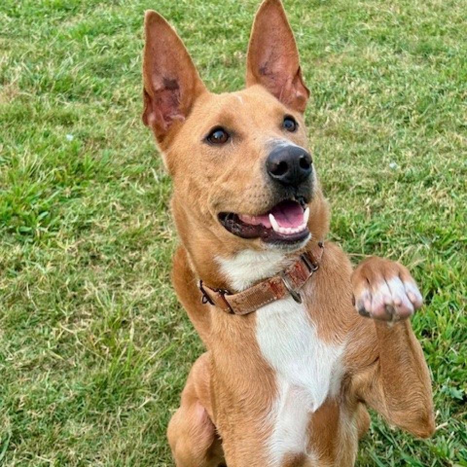 Enzo