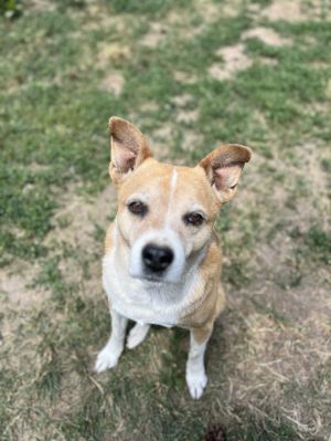 Luna, Young Female Terrier