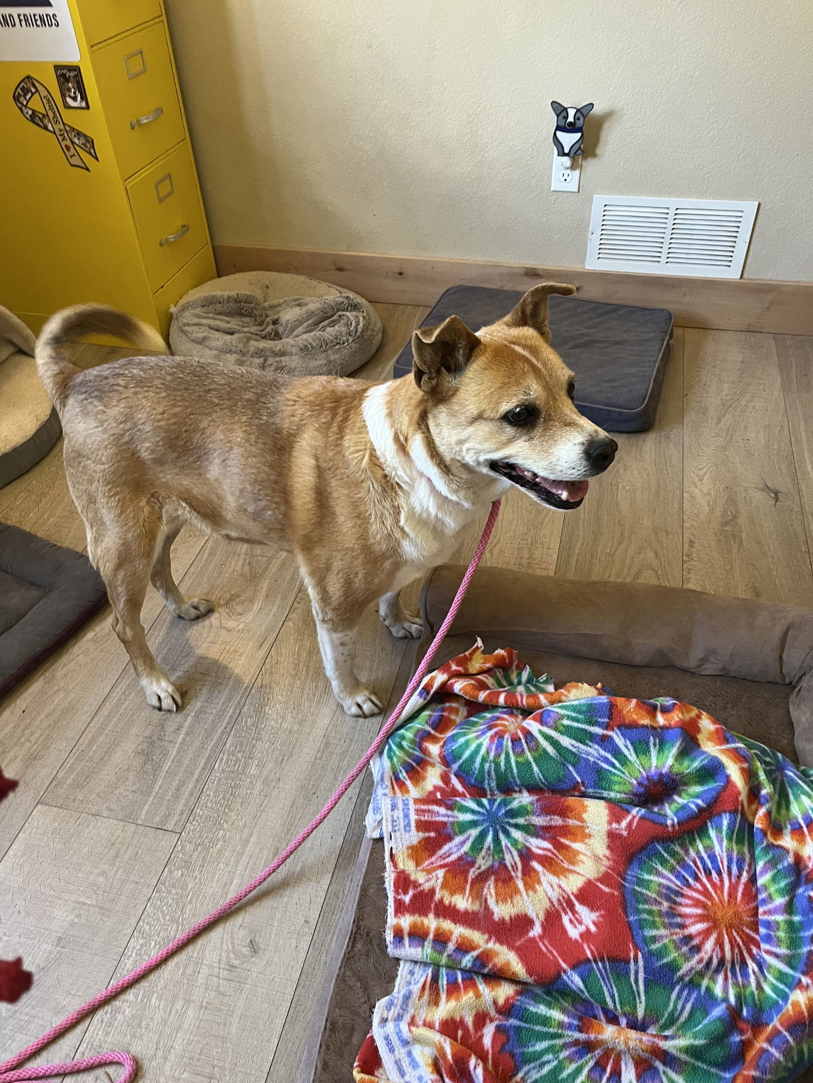 Luna, an adoptable Terrier, Cattle Dog in Denver, CO, 80224 | Photo Image 2