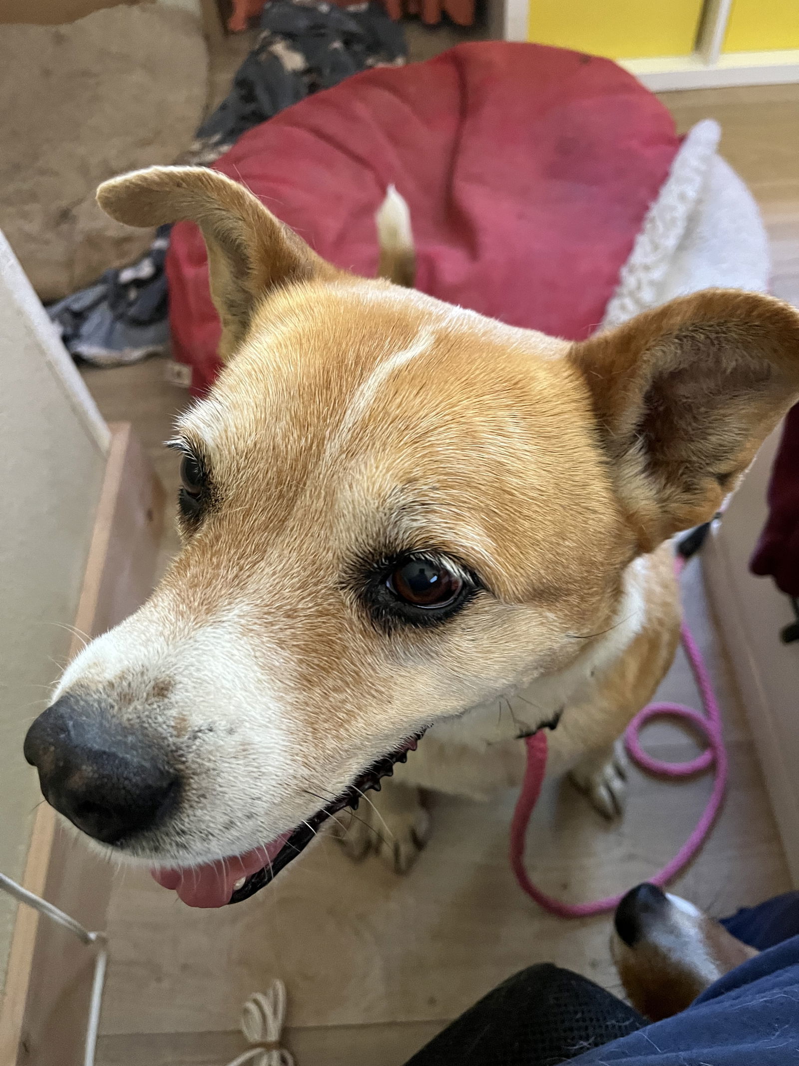 Luna, an adoptable Terrier, Cattle Dog in Denver, CO, 80224 | Photo Image 3