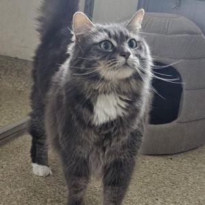 Hi My name is Fiona and Im at the Santa Barbara Campus Im a 5 year old female Domestic Longhair