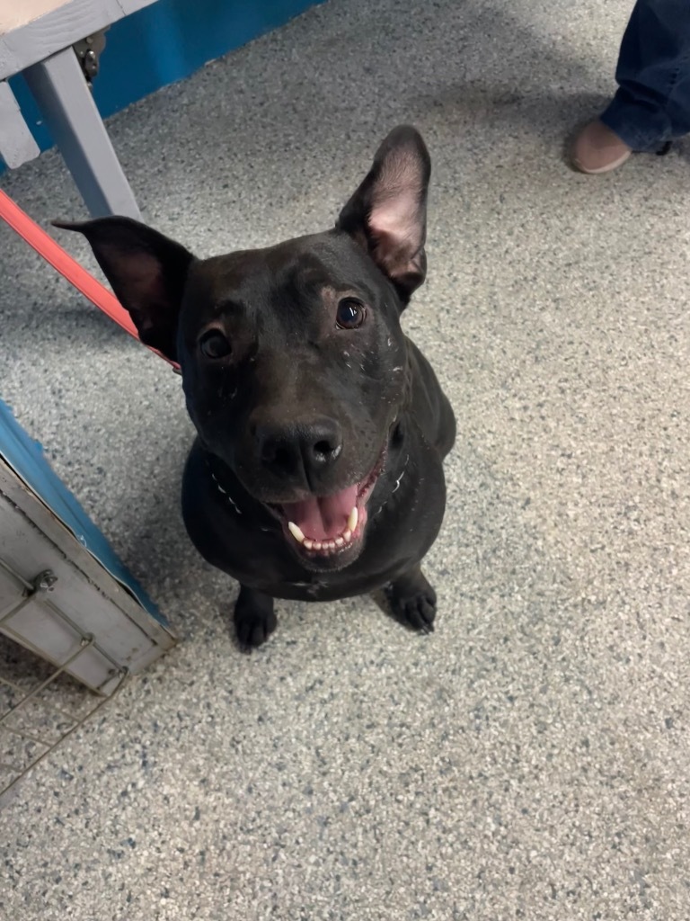 Lauryn Hill, an adoptable Pit Bull Terrier in Reno, NV, 89704 | Photo Image 1