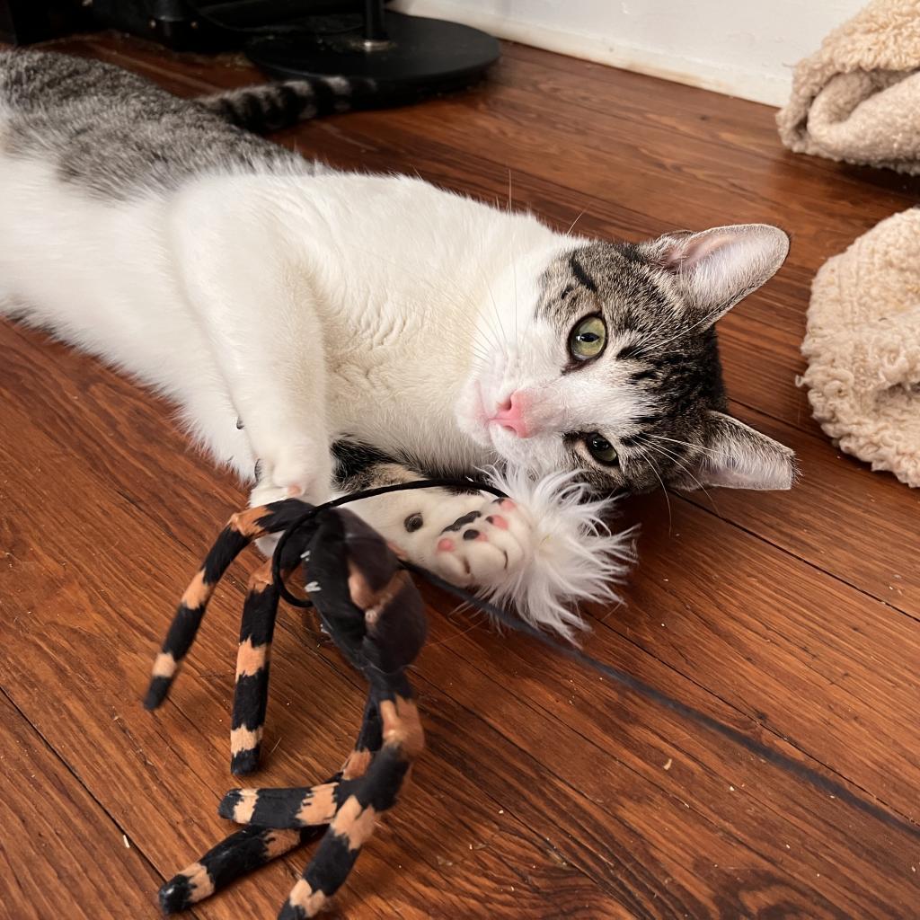DENJI, an adoptable Domestic Short Hair in San Antonio, TX, 78212 | Photo Image 1