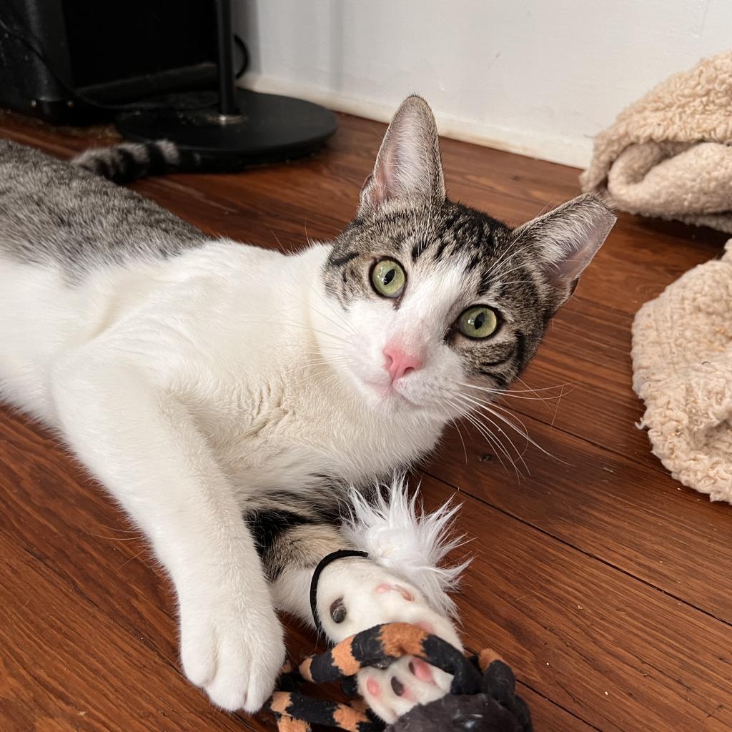 DENJI, an adoptable Domestic Short Hair in San Antonio, TX, 78212 | Photo Image 4