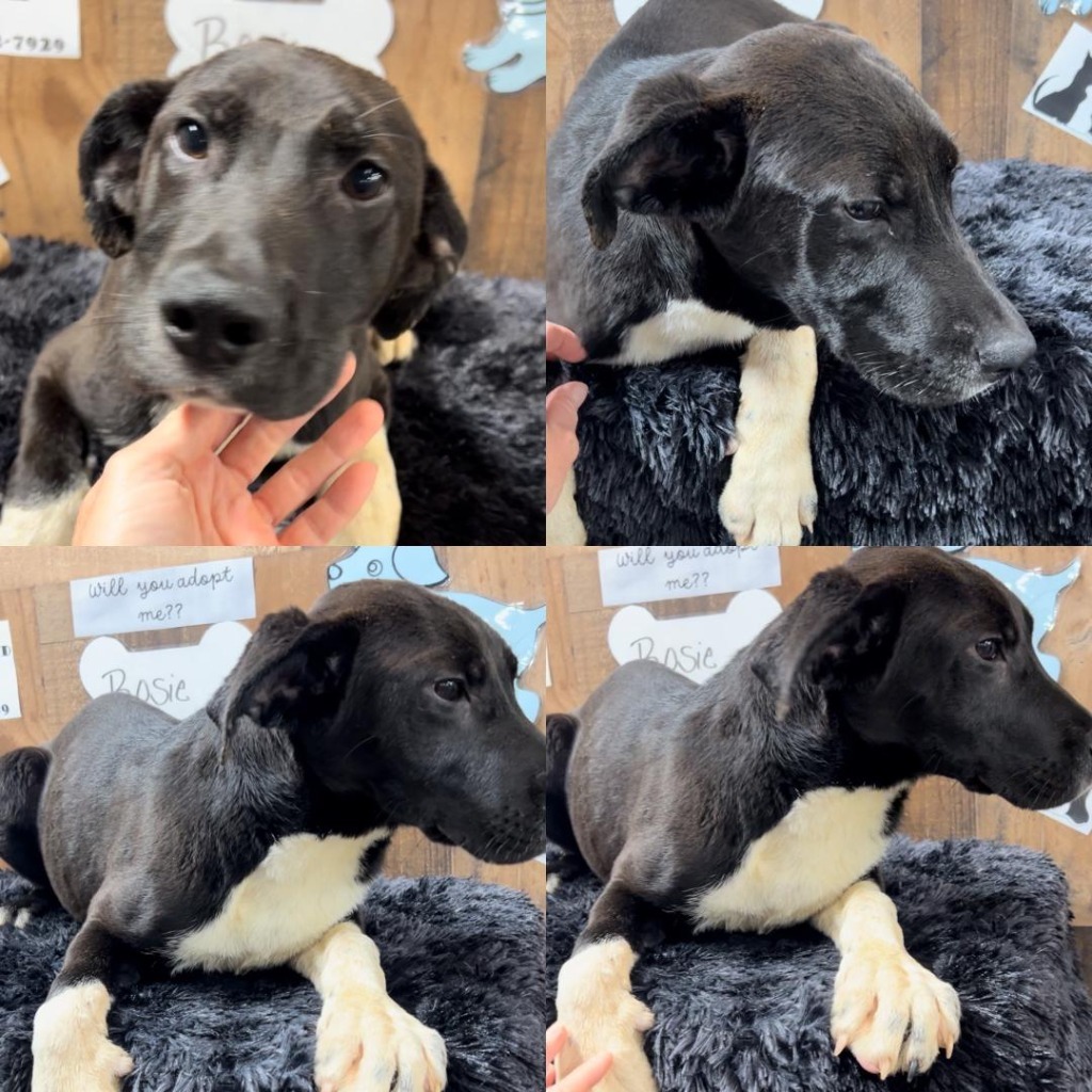 Rosie, an adoptable Shepherd, Terrier in White Hall, IL, 62092 | Photo Image 1