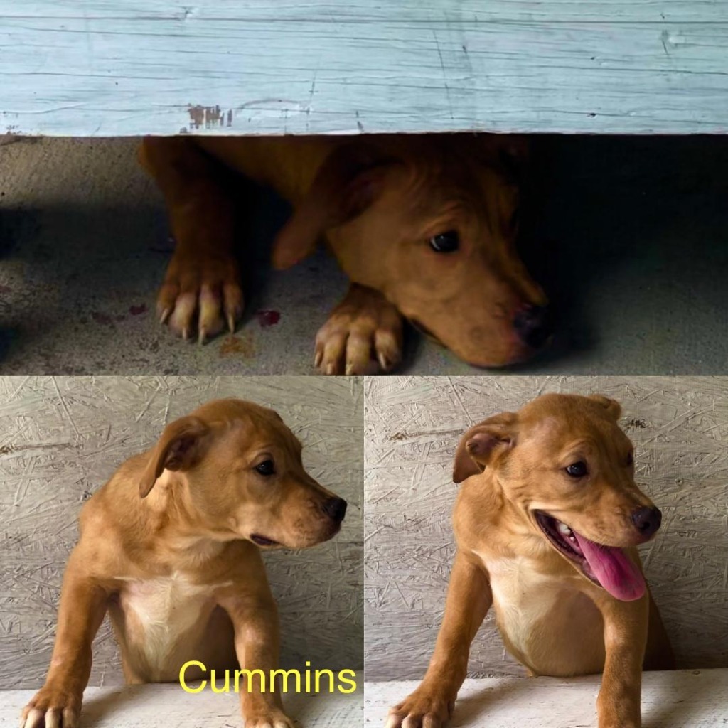 cummins