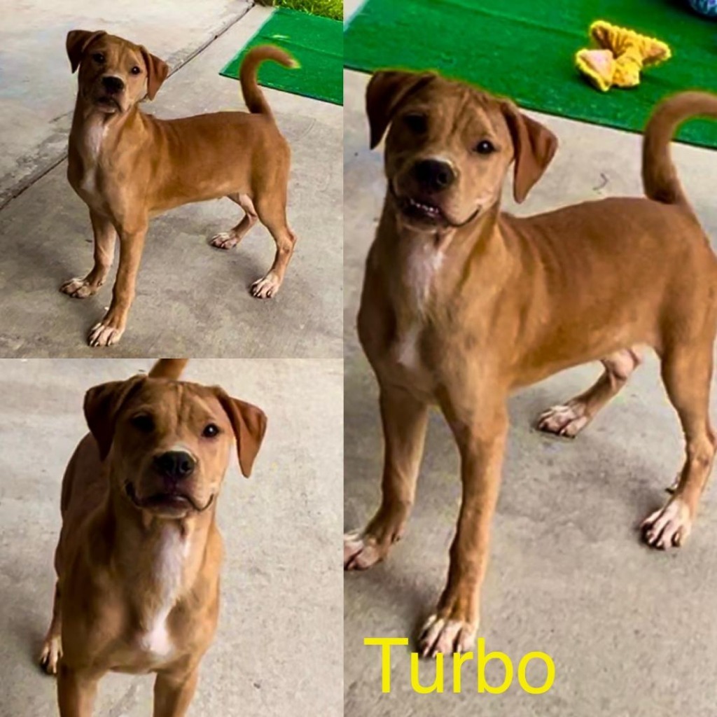 Turbo, an adoptable Whippet, Boxer in White Hall, IL, 62092 | Photo Image 6