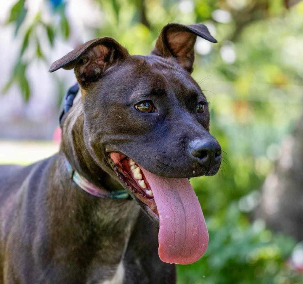 Diesel, an adoptable Terrier in White Hall, IL, 62092 | Photo Image 2