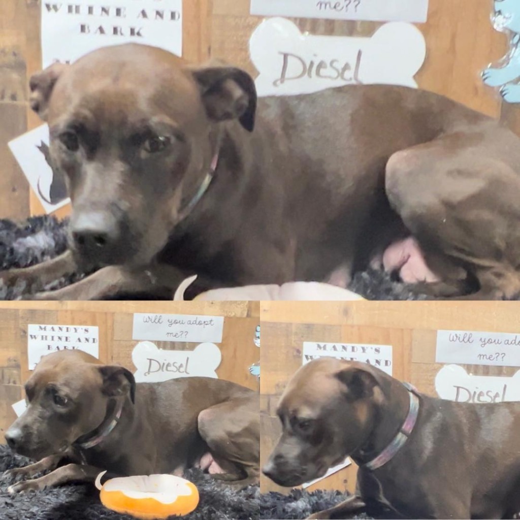 Diesel, an adoptable Terrier in White Hall, IL, 62092 | Photo Image 4