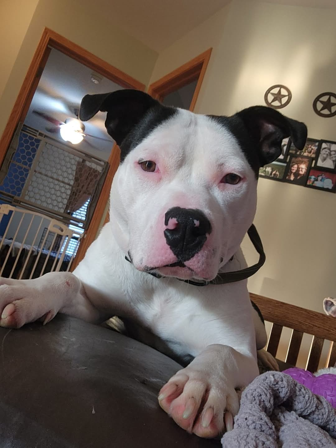 Clyde, an adoptable Pit Bull Terrier in hinckley, IL, 60520 | Photo Image 2