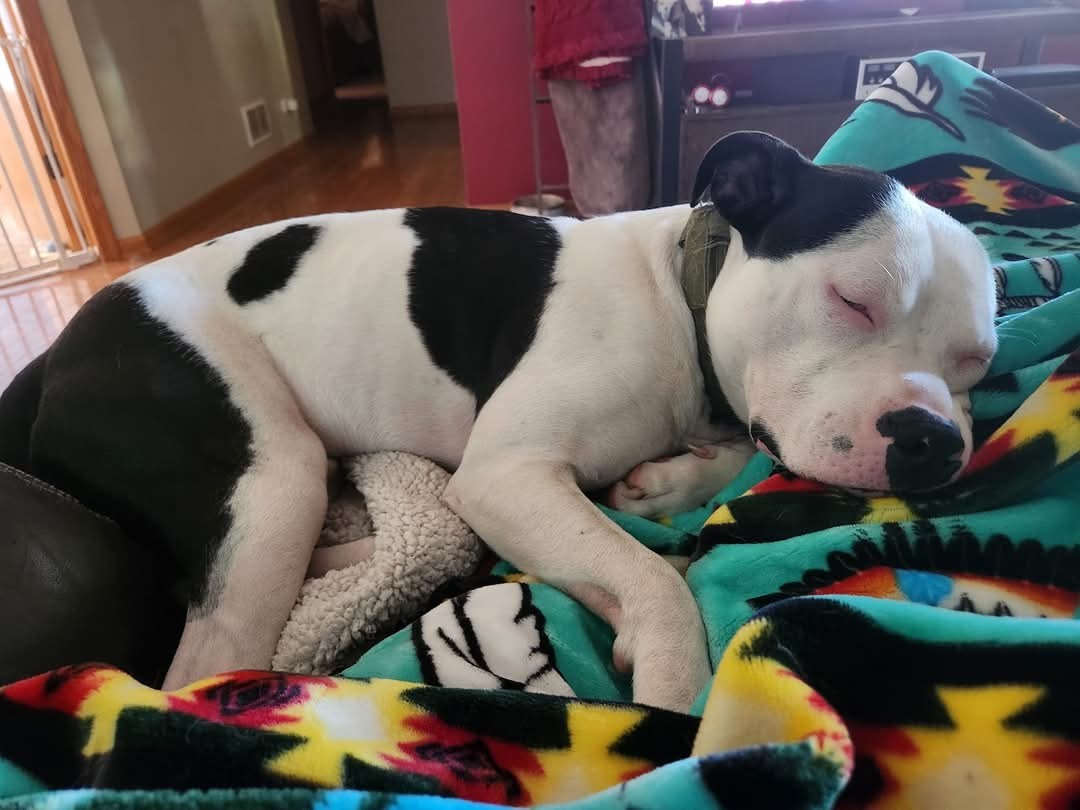 Clyde, an adoptable Pit Bull Terrier in hinckley, IL, 60520 | Photo Image 3