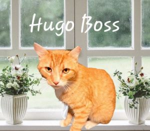 Hugo Boss #big-hearted Tabby Cat