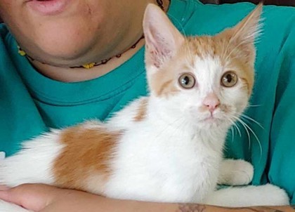 Mairenn, an adoptable Domestic Long Hair, Domestic Short Hair in La Harpe, KS, 66751 | Photo Image 1