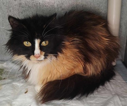 Odessa, an adoptable Domestic Long Hair, Domestic Short Hair in La Harpe, KS, 66751 | Photo Image 1