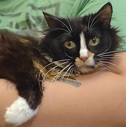 Odessa, an adoptable Domestic Long Hair, Domestic Short Hair in La Harpe, KS, 66751 | Photo Image 2